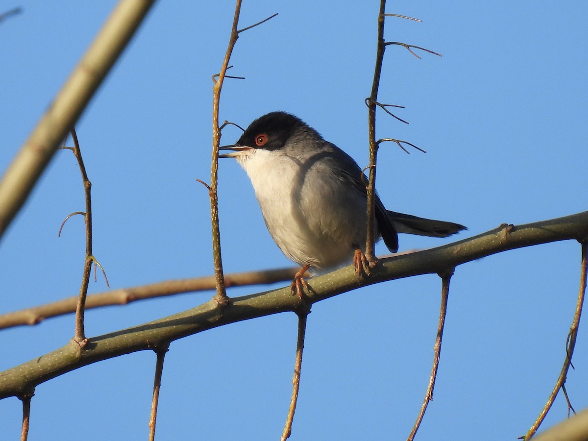 Sardinian Warbler - ML647135541