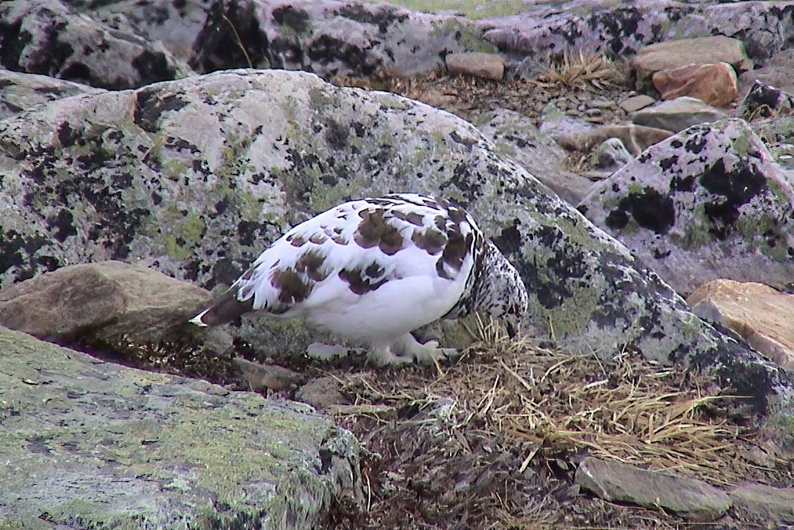 White-tailed Ptarmigan - ML647135543