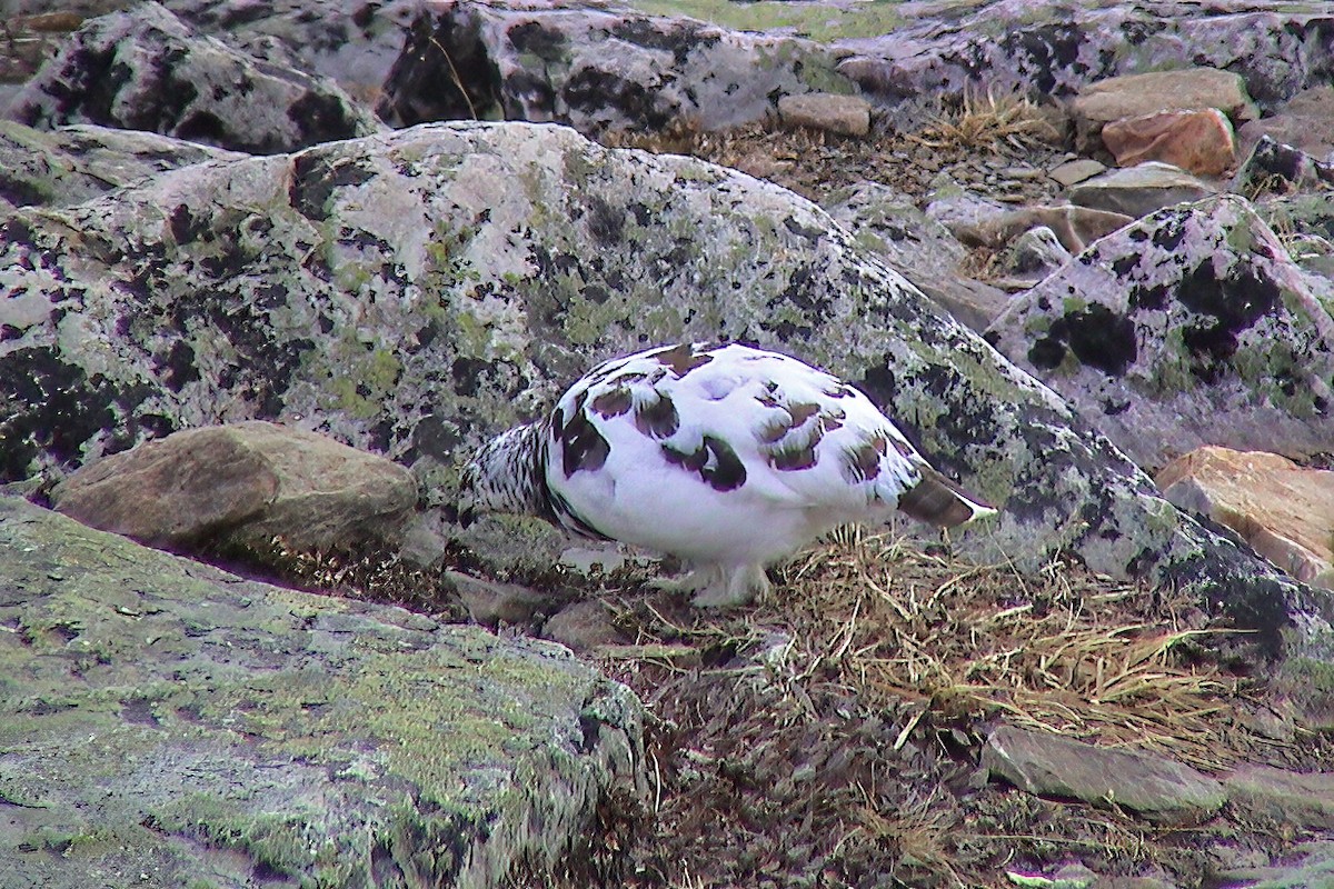 White-tailed Ptarmigan - ML647135544