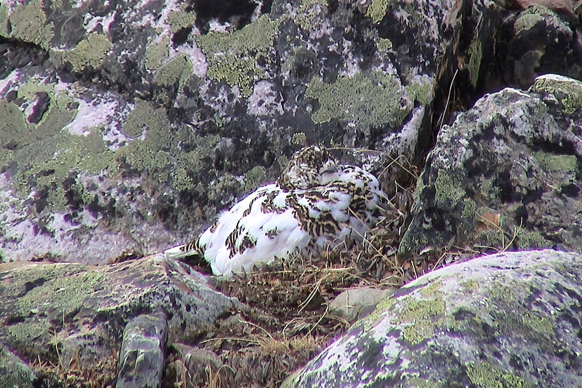 White-tailed Ptarmigan - ML647135545