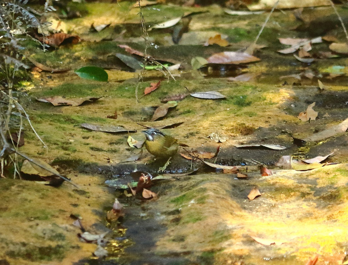 stripepannetimal - ML647135548