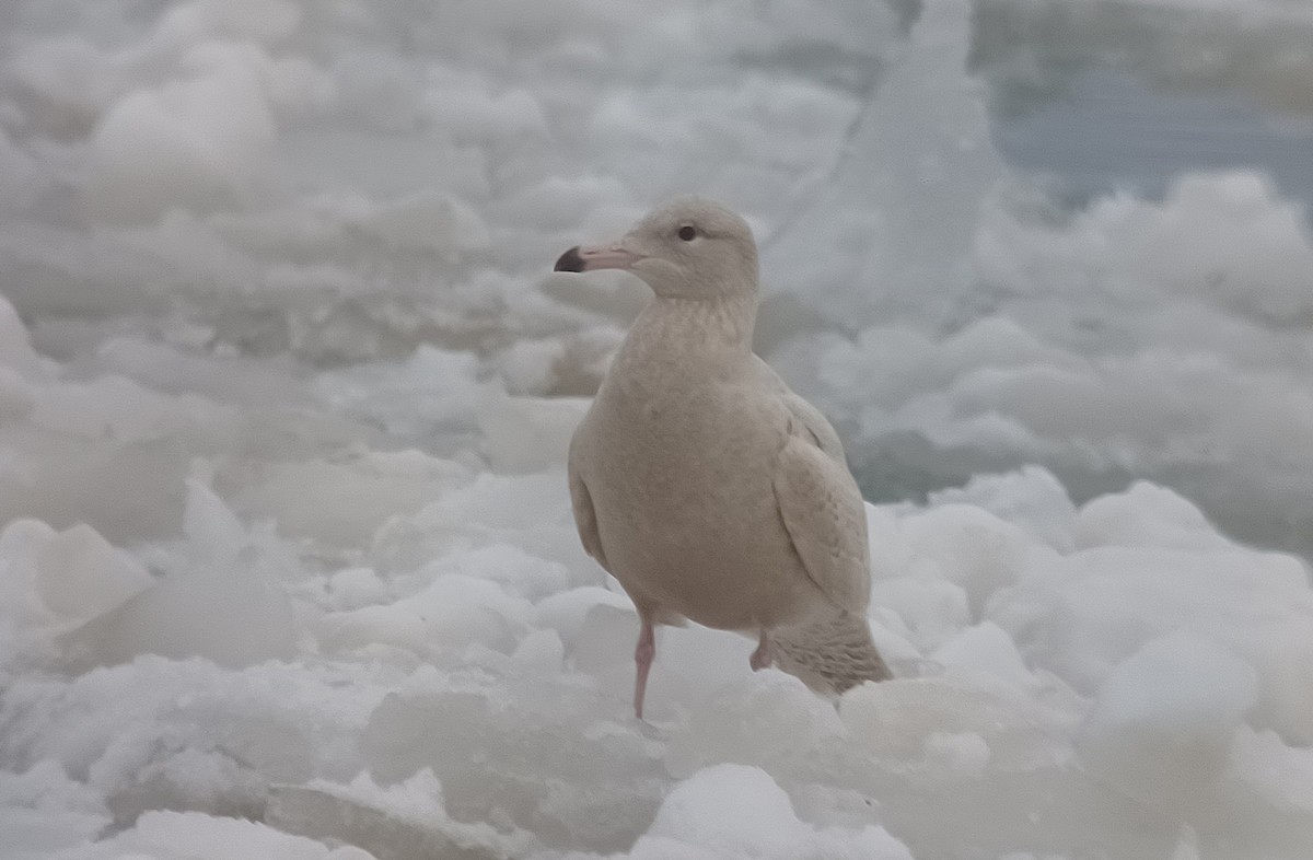 Бургомистр - ML647135551