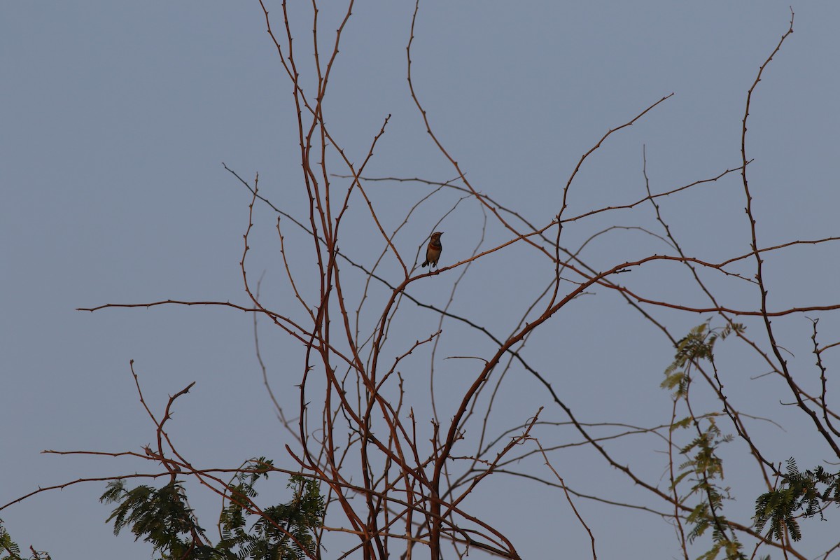 blåstrupe - ML647135554