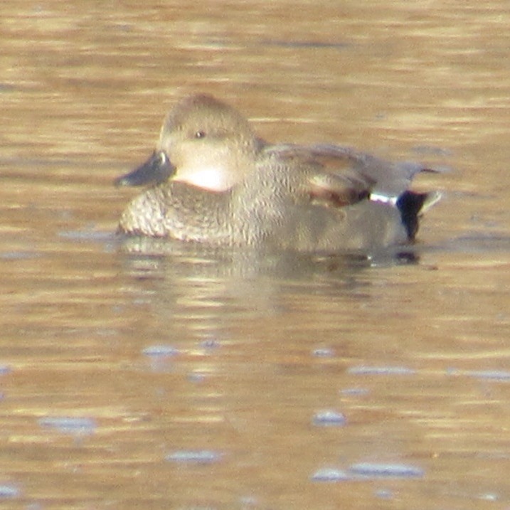 snadderand - ML647135555