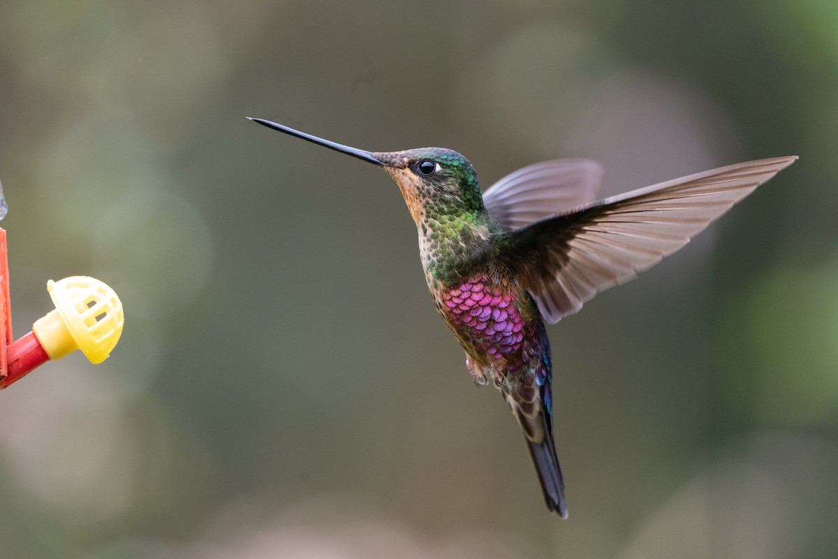 inka modrohrdlý - ML647135556