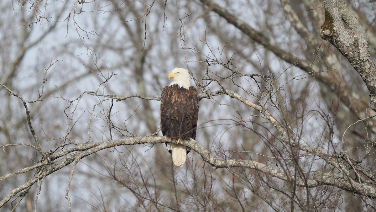 hvithodehavørn - ML647135557