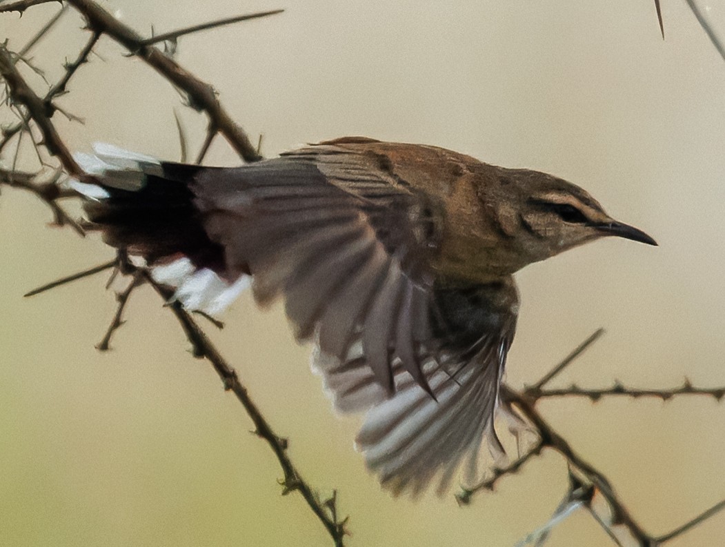 kalaharikrattskvett - ML647135558