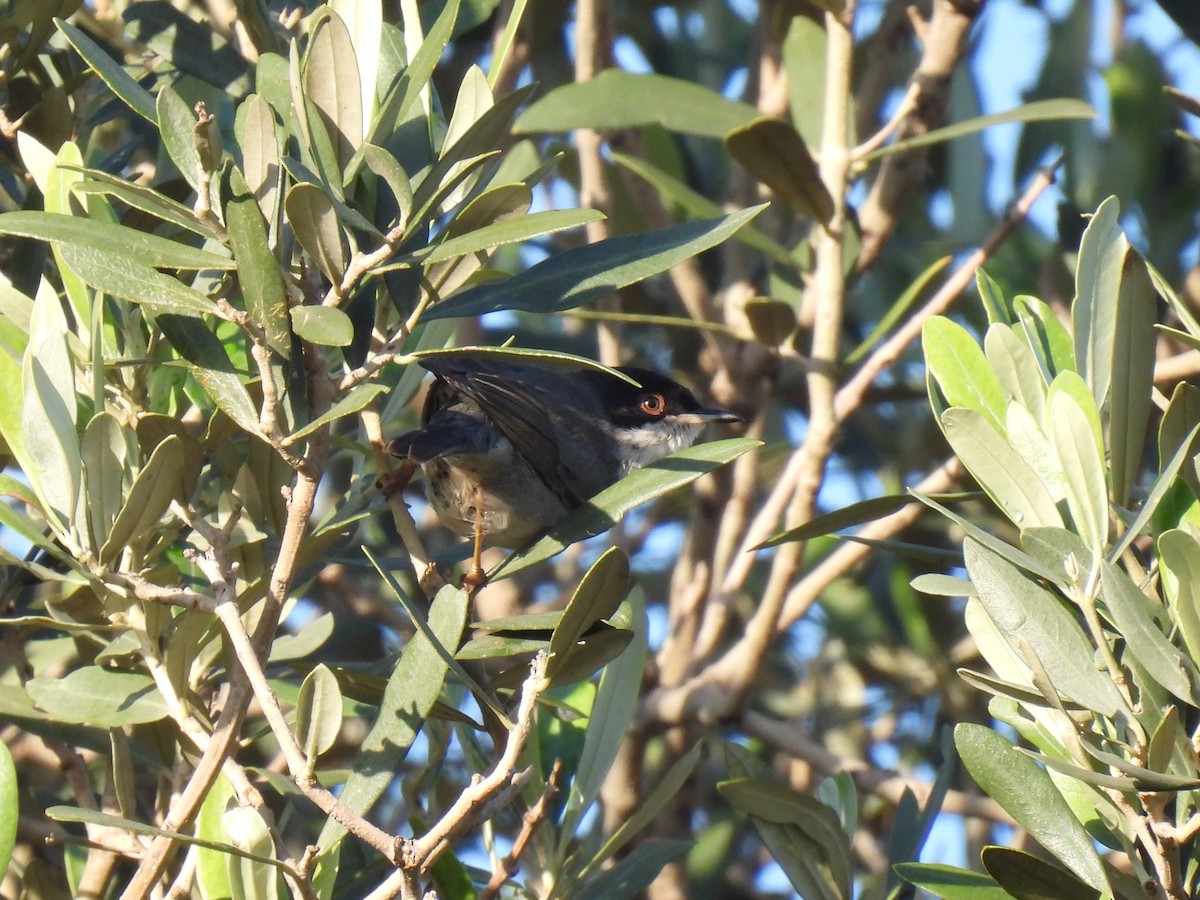 svarthodesanger - ML647135560