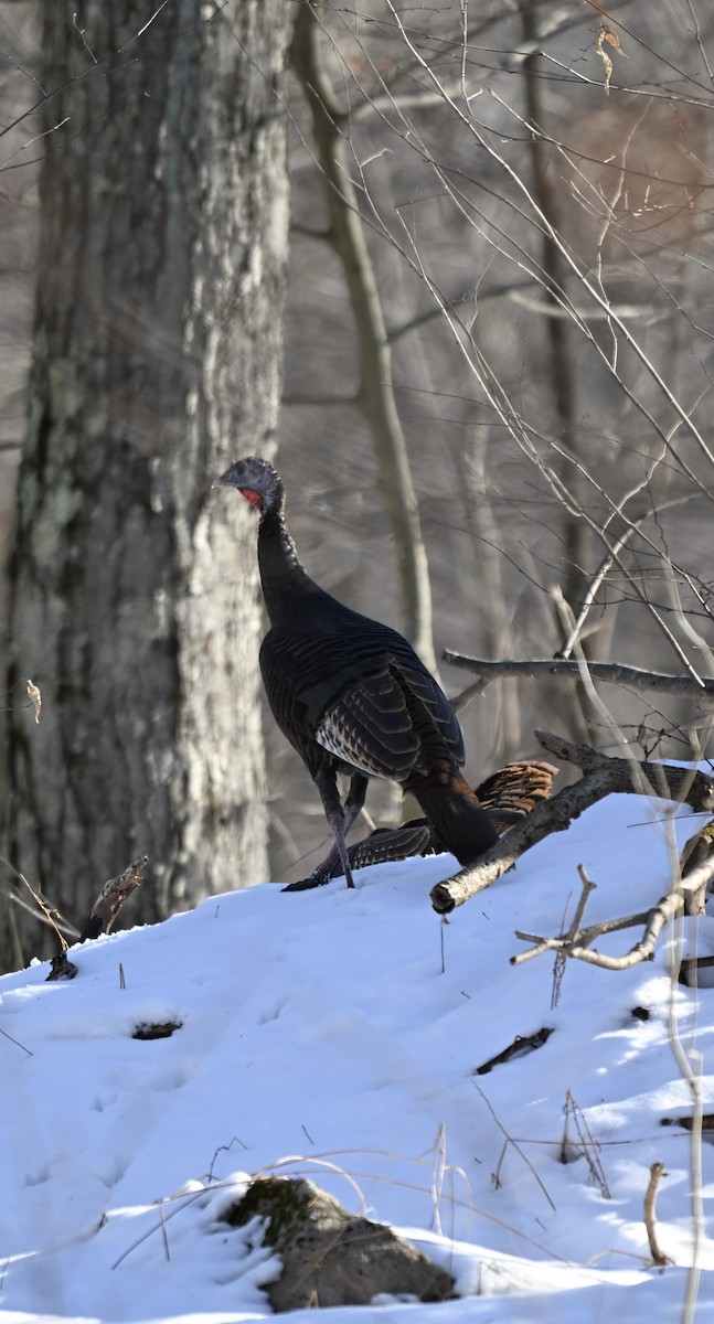 kalkun - ML647135561