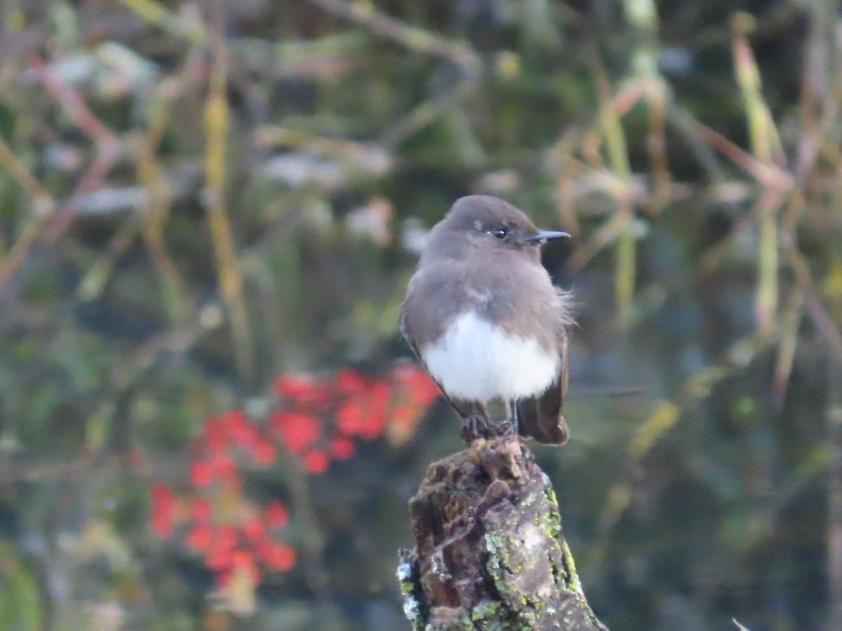 svartfibi - ML647135562