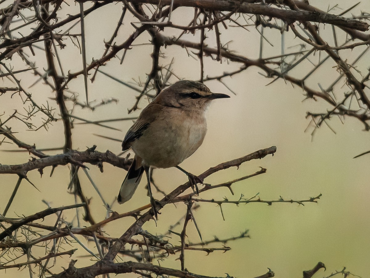 kalaharikrattskvett - ML647135563