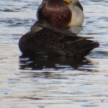 rødfotand - ML647135564