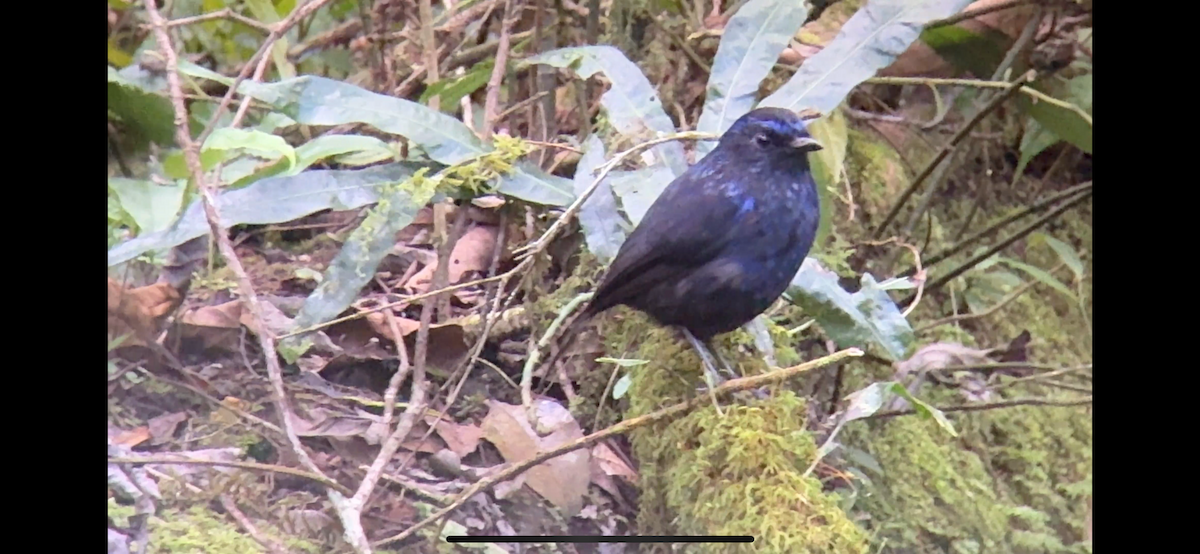 Glanzpfeifdrossel - ML647135566