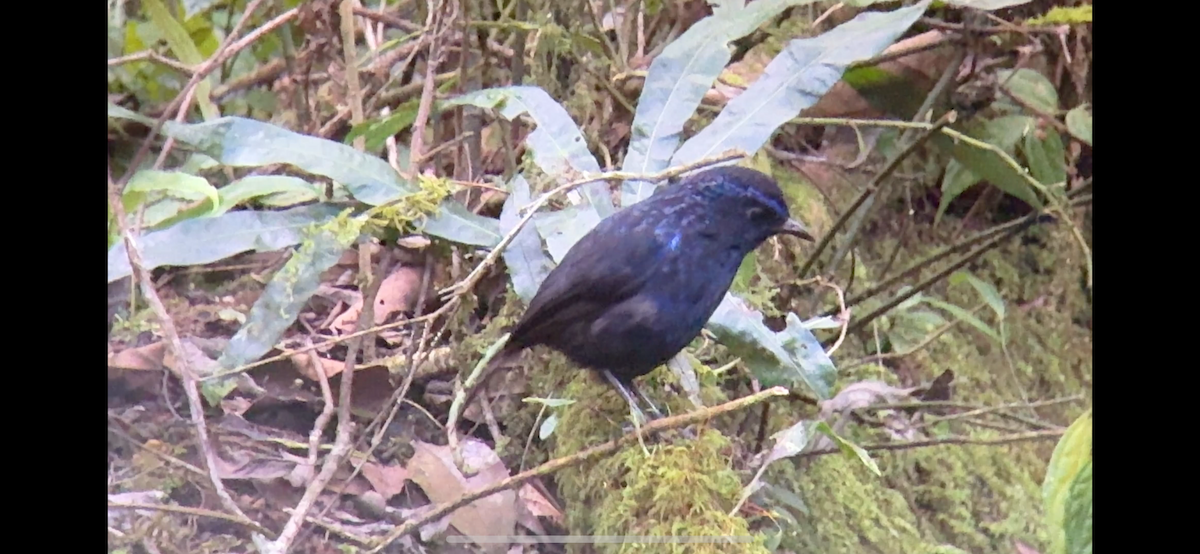 Glanzpfeifdrossel - ML647135568