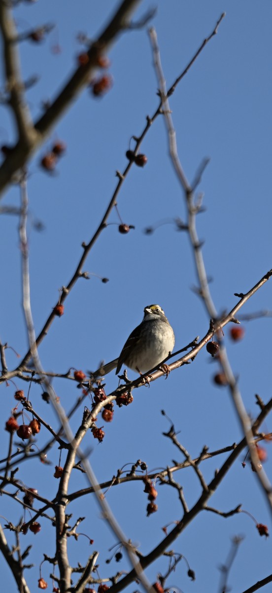 hvitstrupespurv - ML647135569