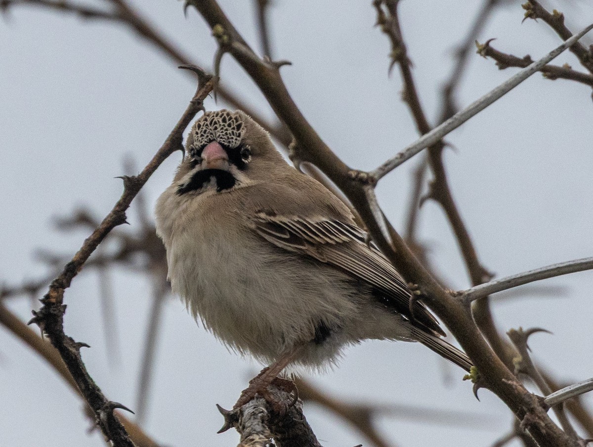 skjeggvever - ML647135576