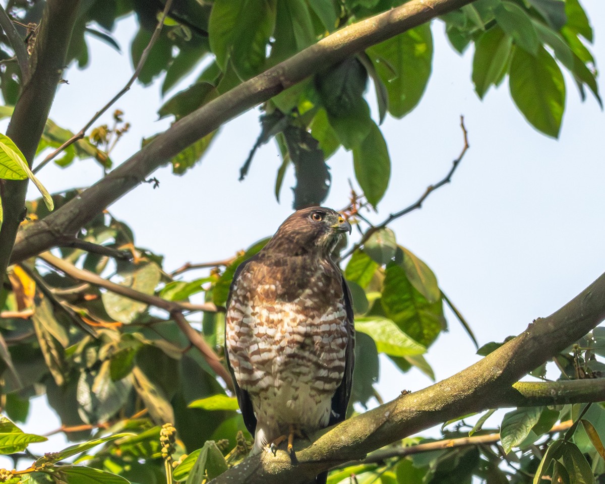 bredvingevåk - ML647135577