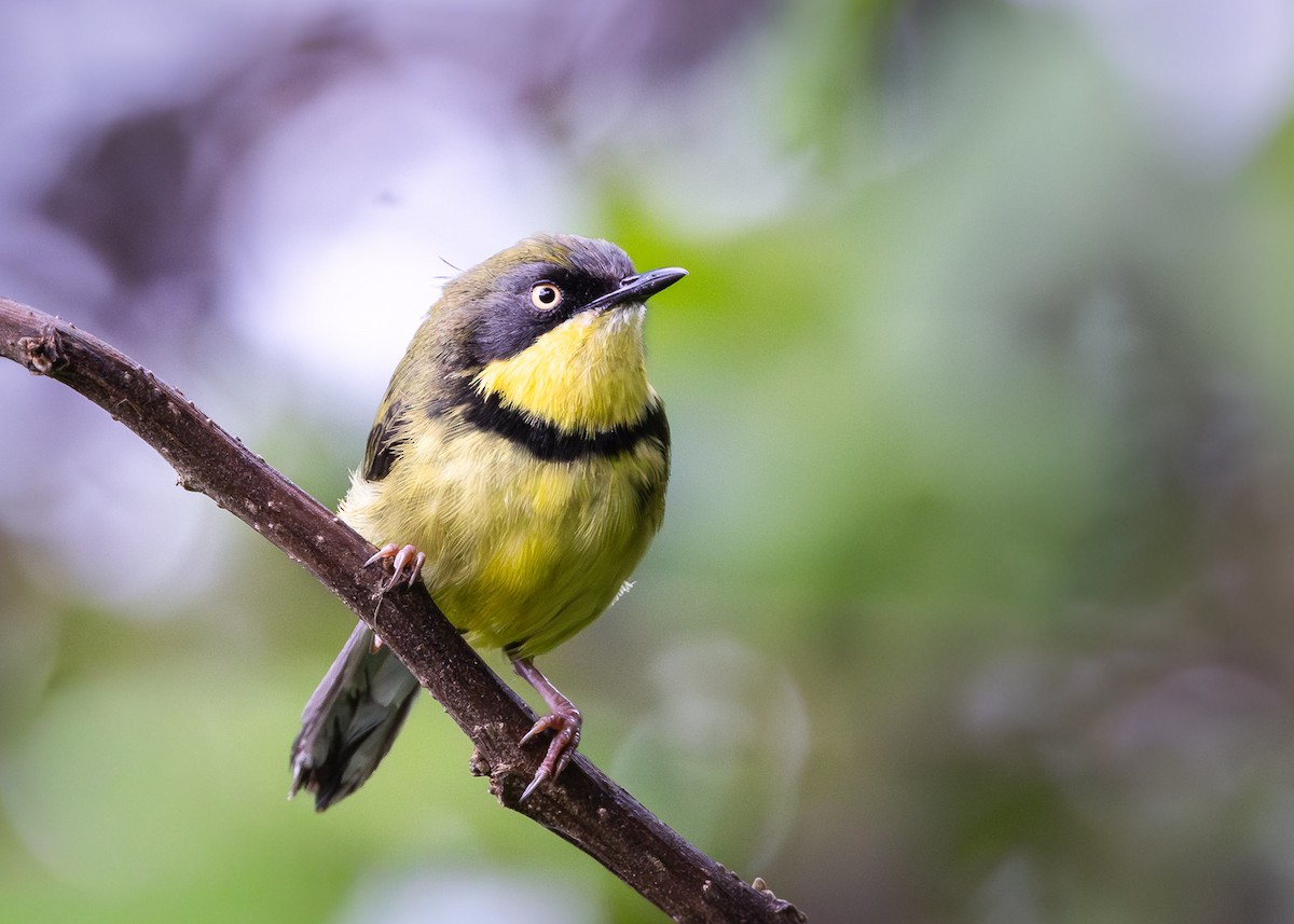 gulstrupeapalis - ML647135578