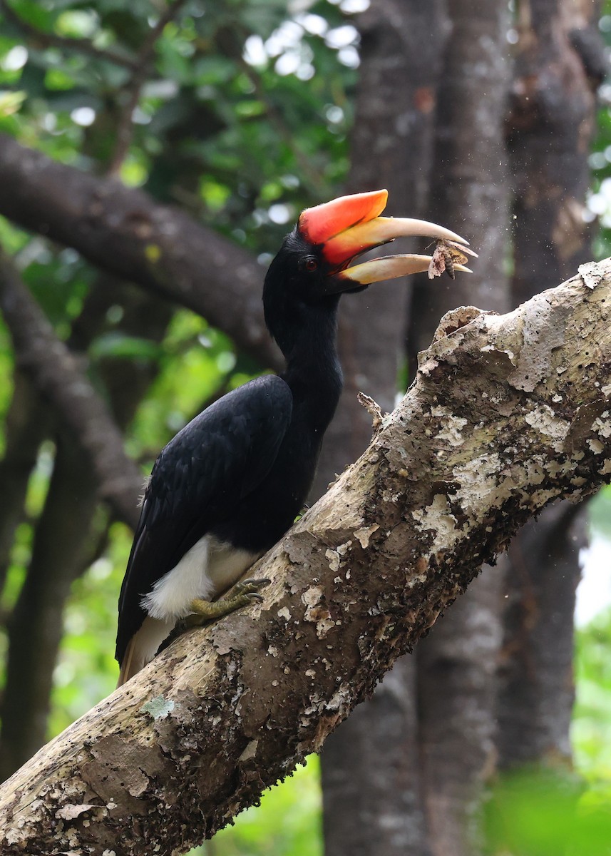 Calao rhinocéros - ML647135582