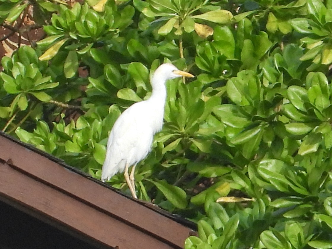 kuhegre - ML647135583