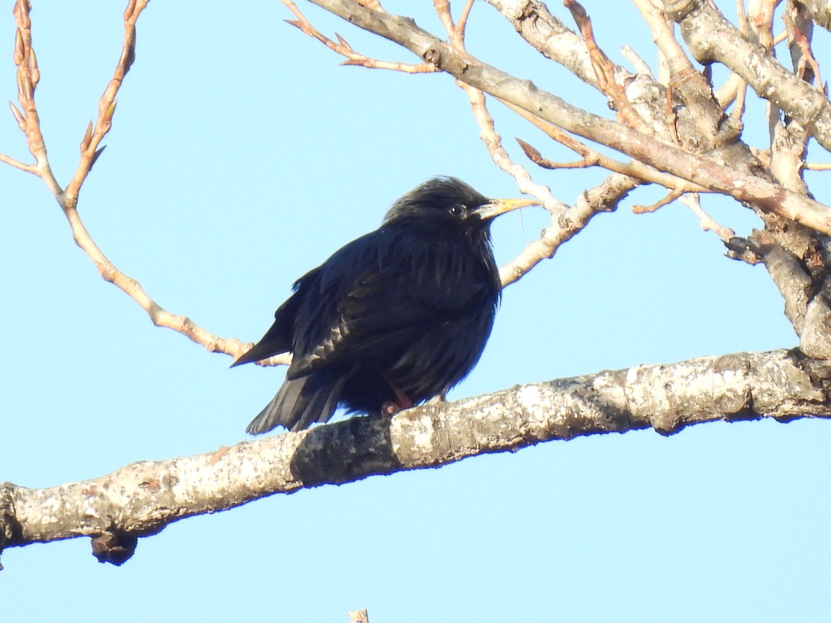 Spotless Starling - ML647135585