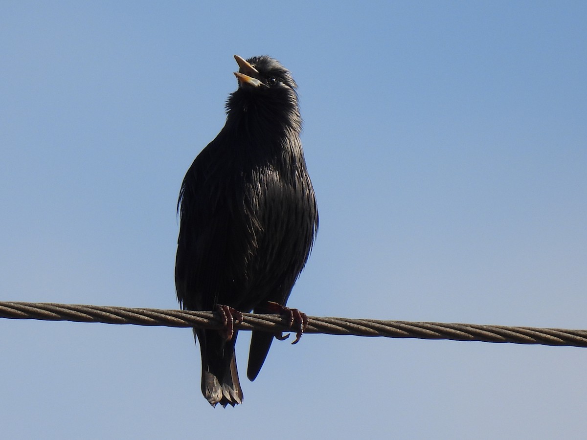 Spotless Starling - ML647135593