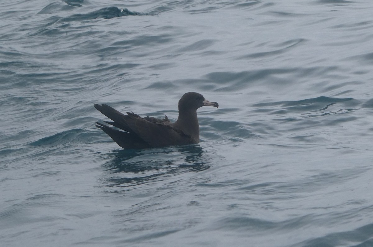 アカアシミズナギドリ - ML647135595