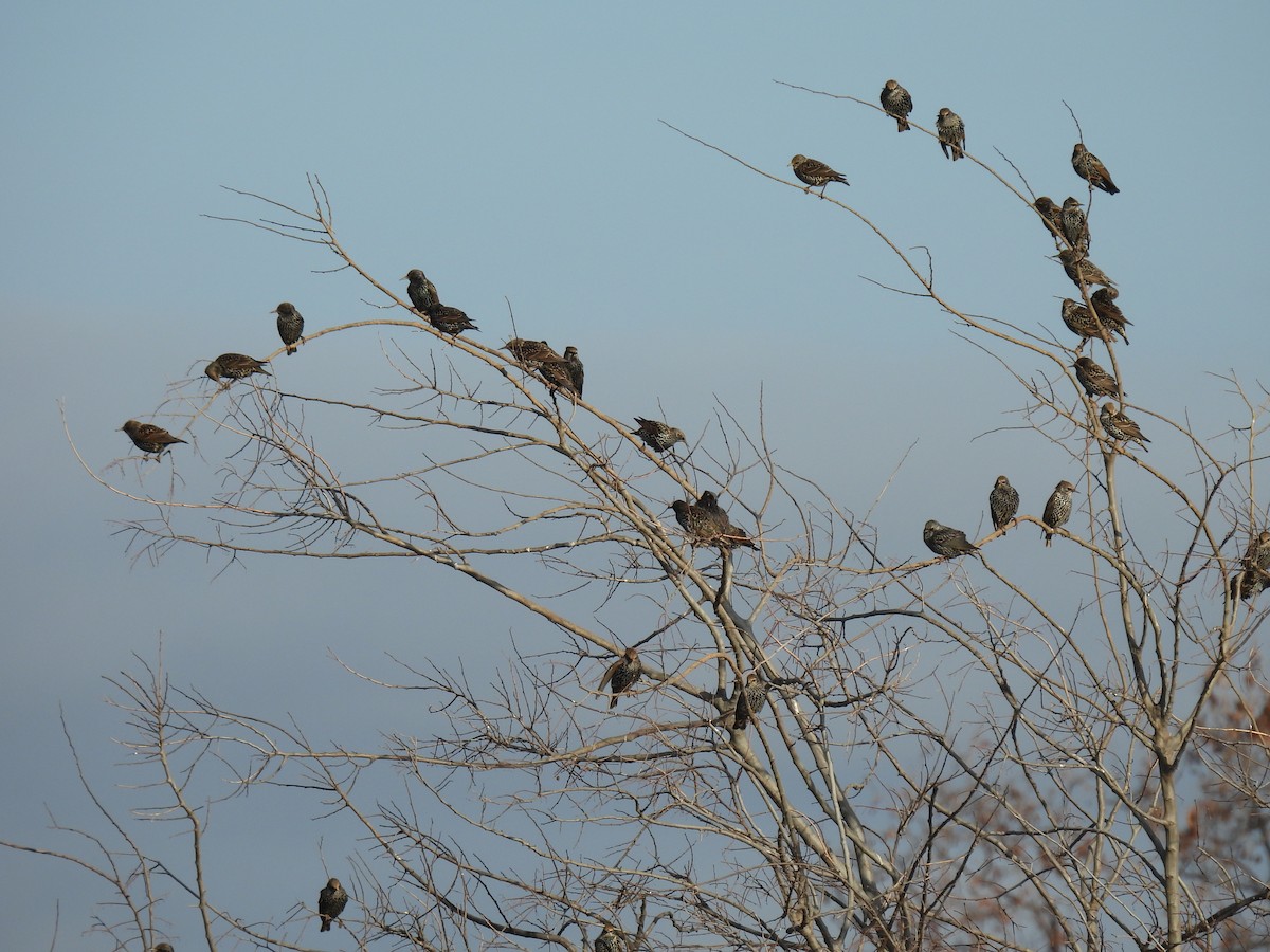 Spotless Starling - ML647135605