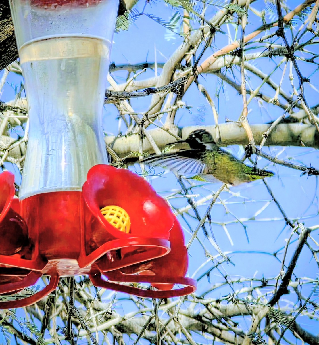 Costa's Hummingbird - ML647135606