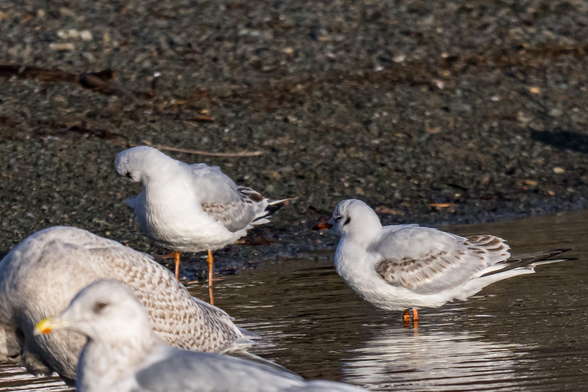 Lachmöwe - ML647135613