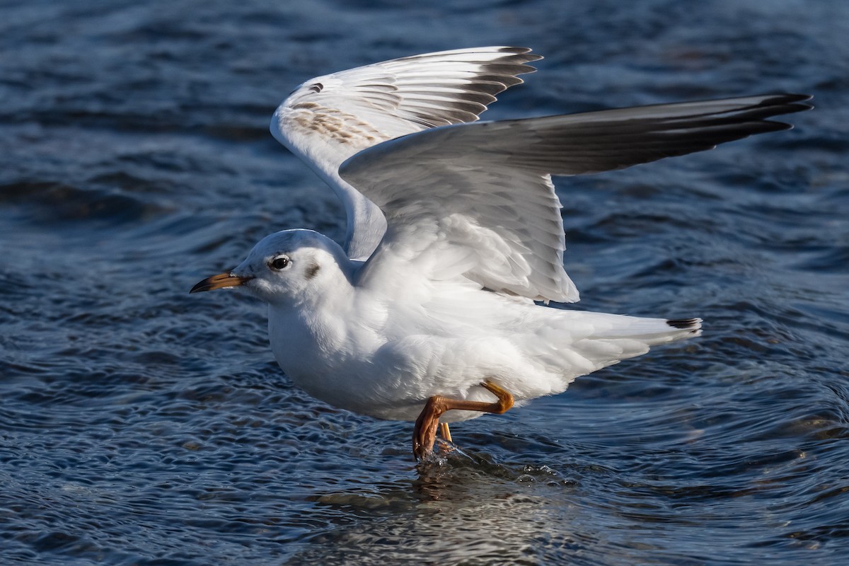 Lachmöwe - ML647135614