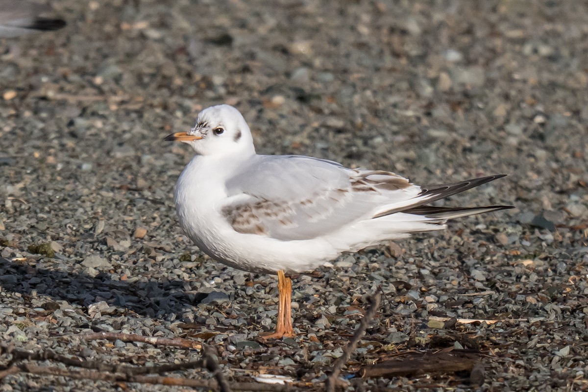 Lachmöwe - ML647135615