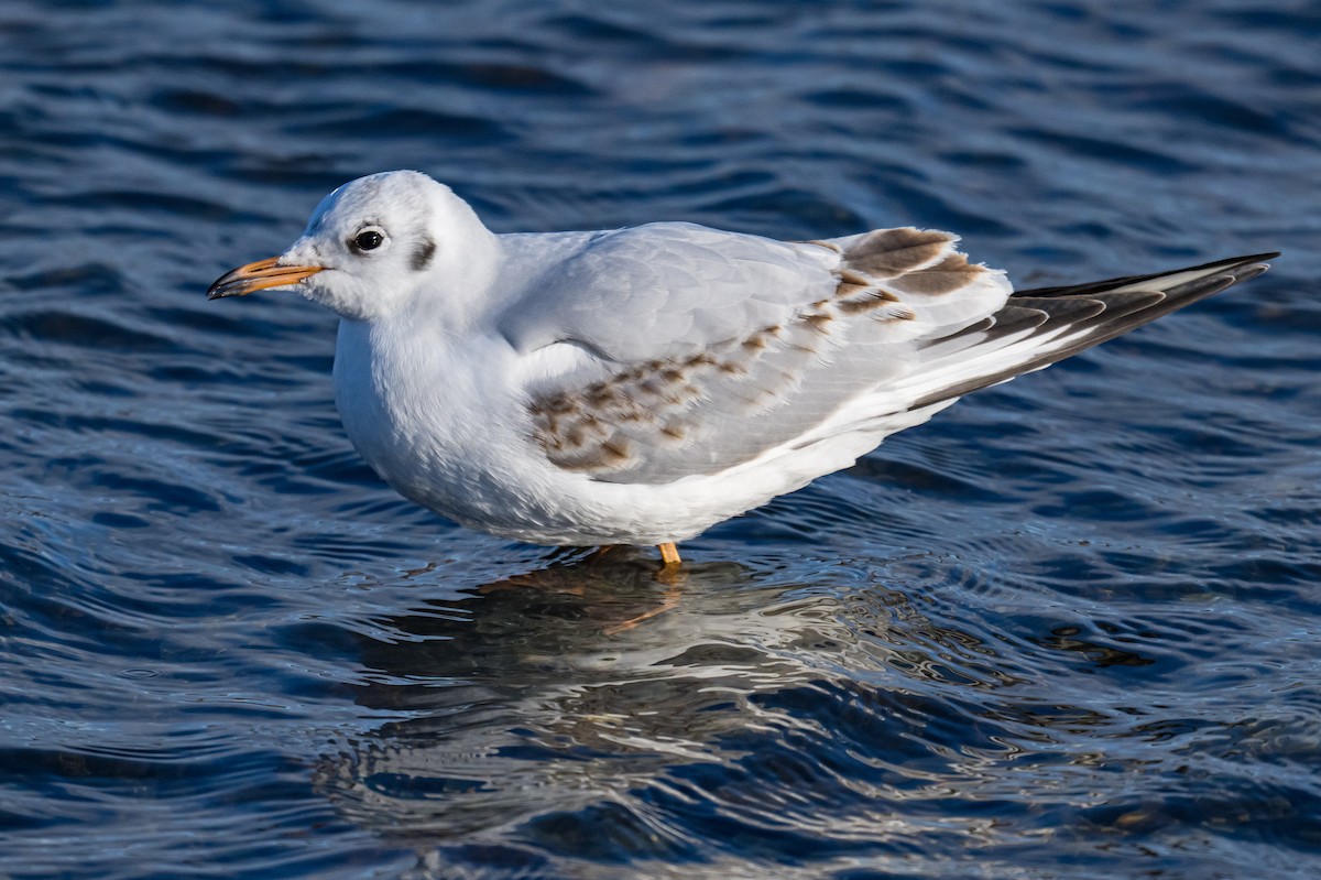 Lachmöwe - ML647135616