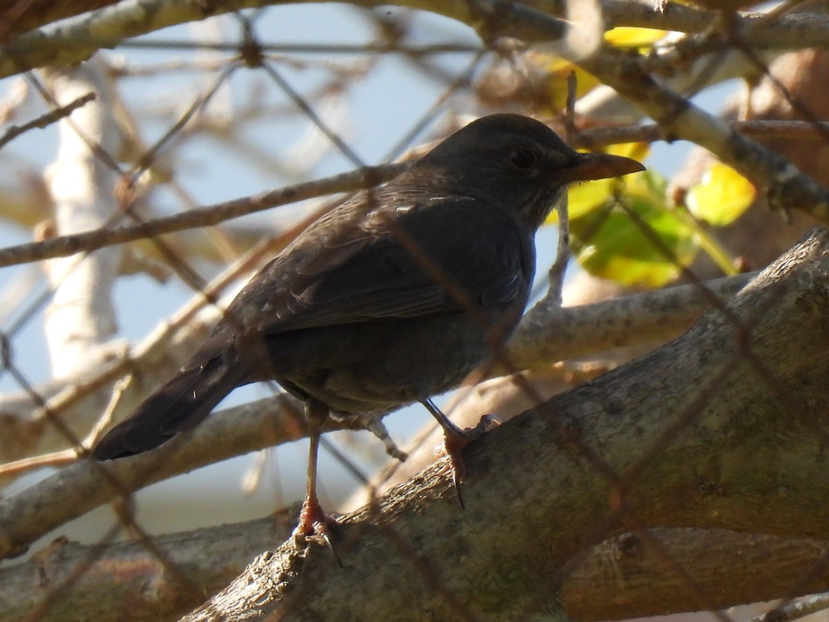 Eurasian Blackbird - ML647135617