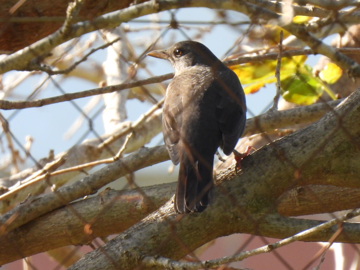 Eurasian Blackbird - ML647135626