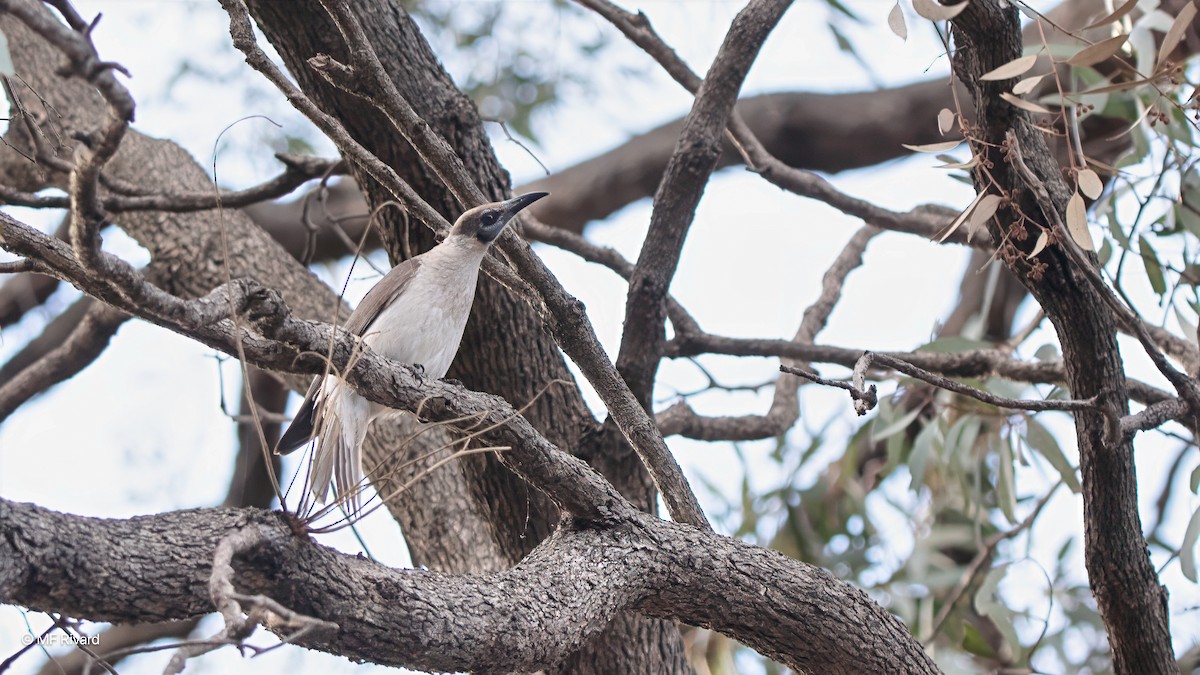 zoborožík malý - ML647135651