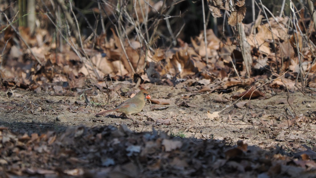 rødkardinal - ML647135658