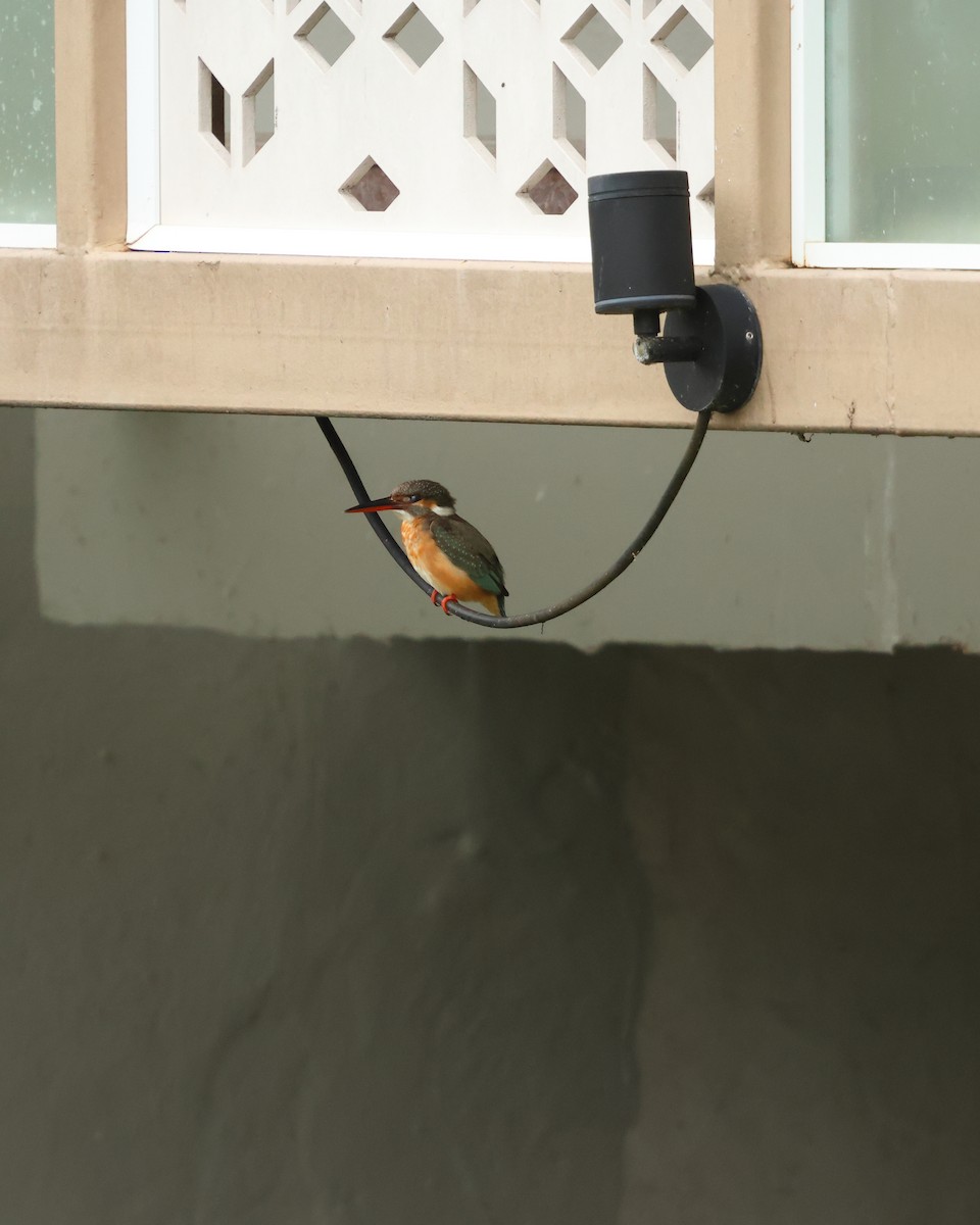 Common Kingfisher - ML647135663