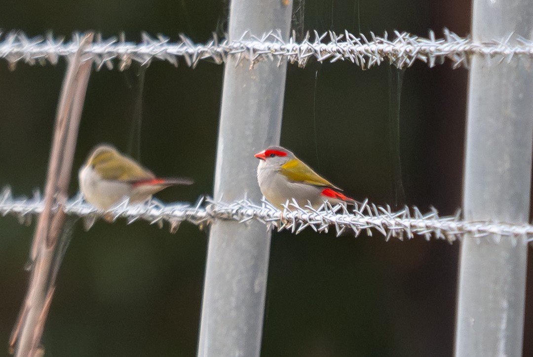 Red-browed Firetail - ML647135672