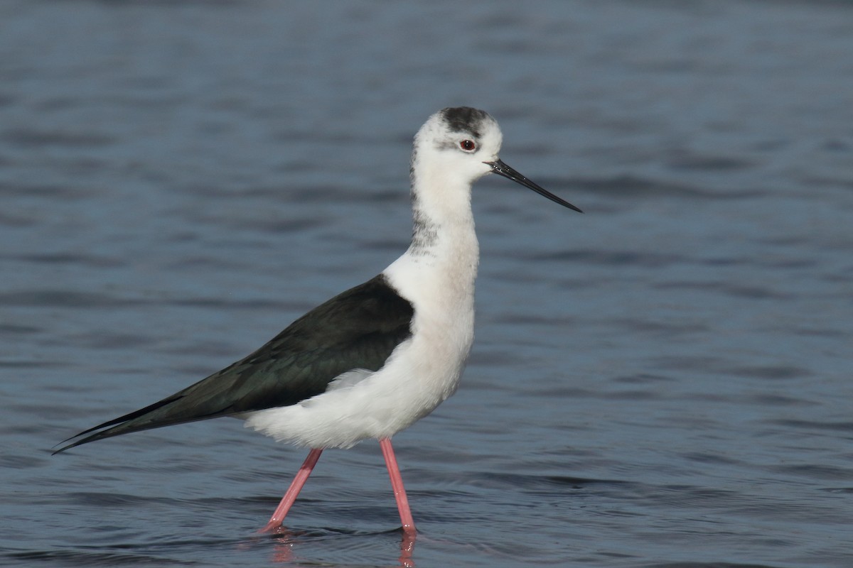 高蹺鴴 - ML647135683