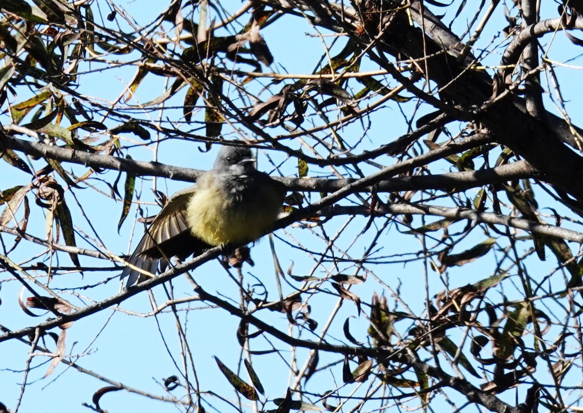Cassin's Kingbird - ML647135686