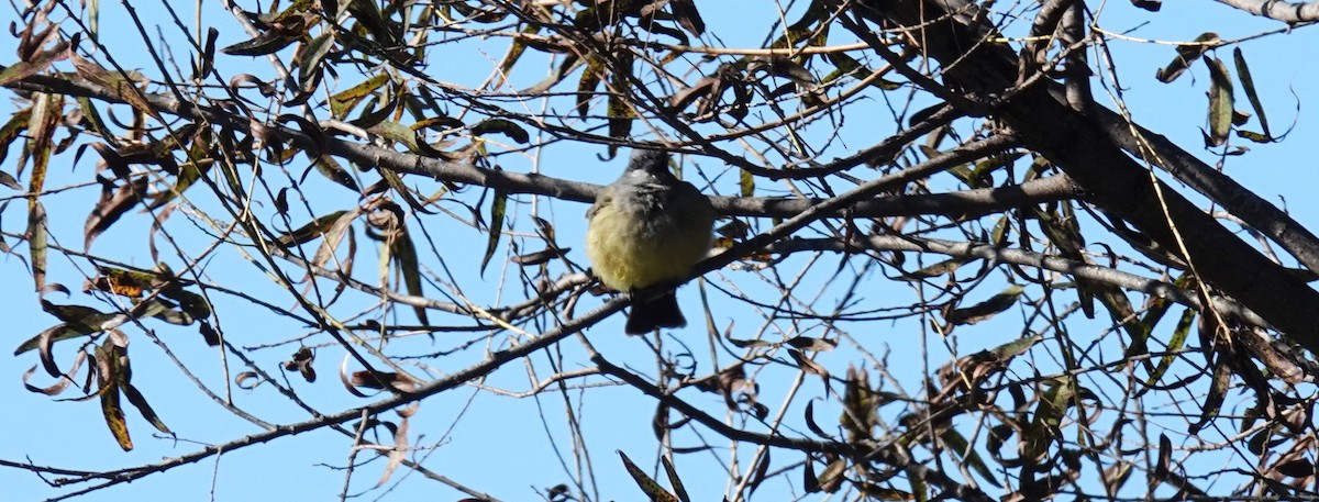 Cassin's Kingbird - ML647135687