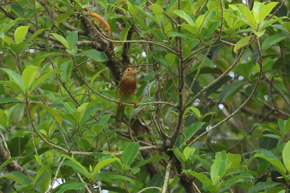 Lineated Barbet - ML647135688