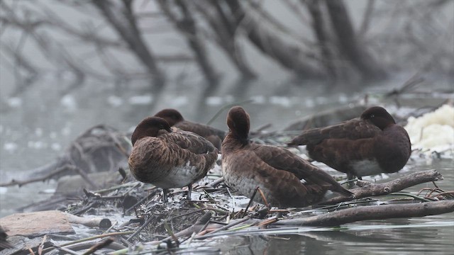 Porrón Australiano - ML647135697