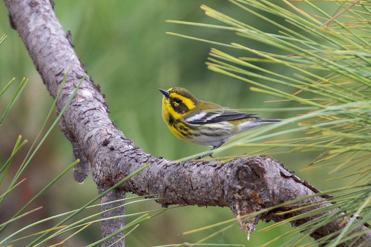 Paruline de Townsend - ML647135700