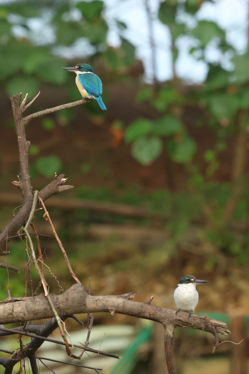 Collared Kingfisher - ML647135702