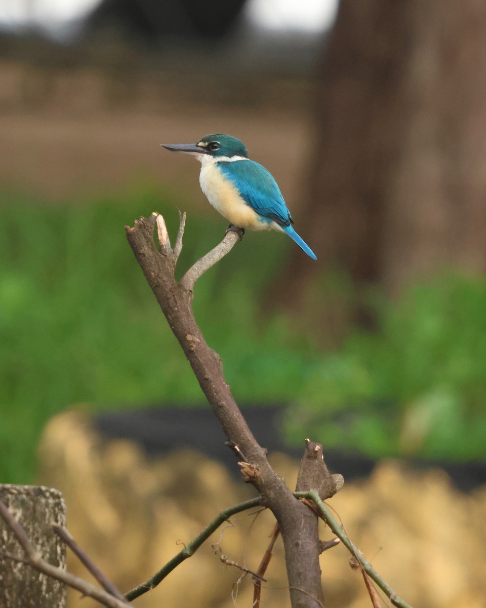 Collared Kingfisher - ML647135717
