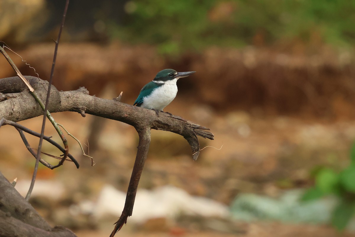 Collared Kingfisher - ML647135718