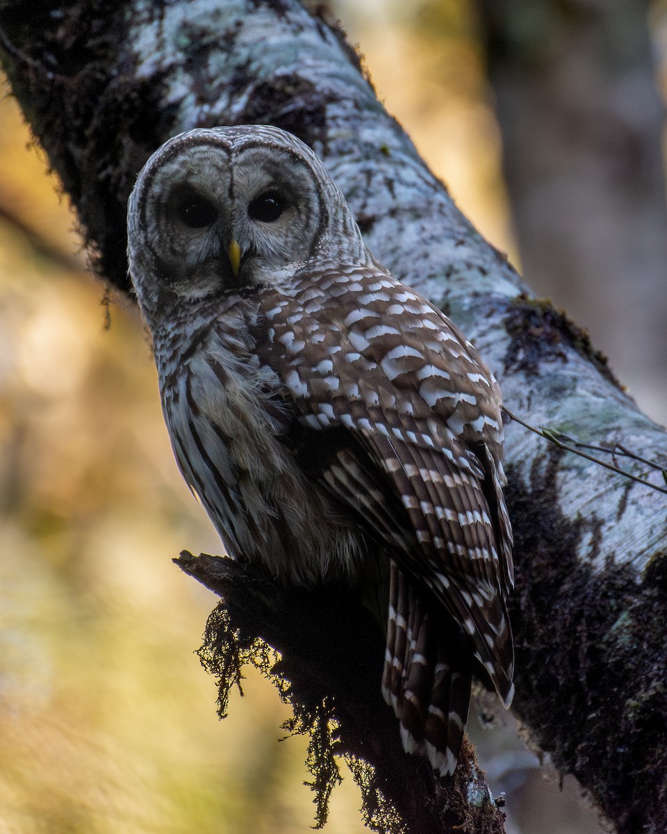 Barred Owl - ML647135719