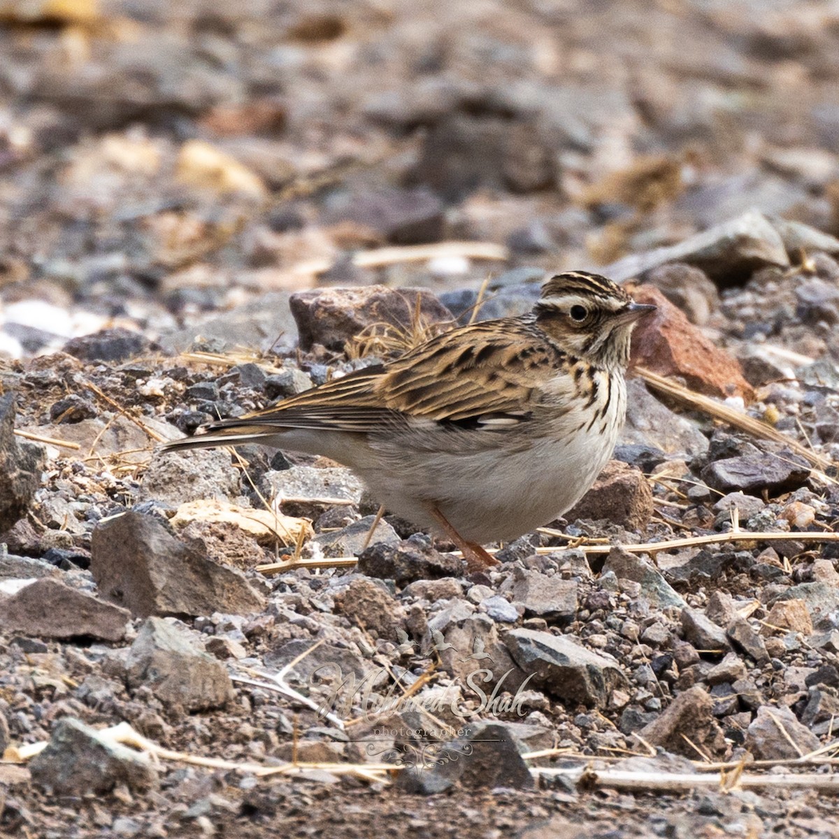 Wood Lark - ML647135729